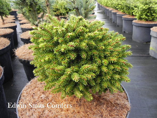 Picea orientalis 'Professor Langner'